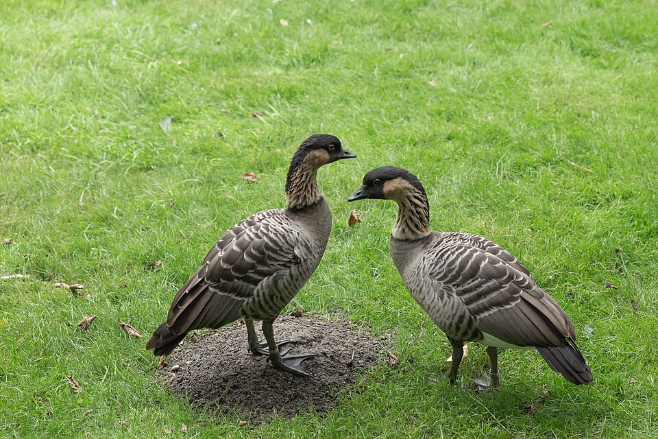 Nene (Hawaiian Goose), the state bird of Hawaii